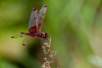 A ruby meadowhawk dragonfly perched along the shoreline of a lake in a provincial park.