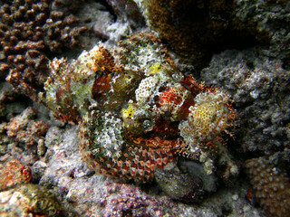 Naklejka na ściany i meble Maldives Scorpionfish