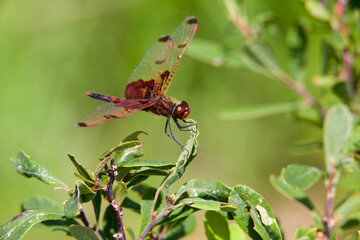 A ruby meadowhawk dragonfly perched along the shoreline of a lake in a provincial park.