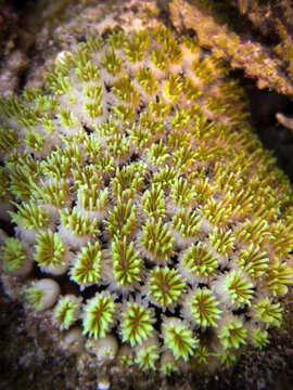 Galaxea Fascicularis - Octopus Coral - Fluorescence grass coral - Galaxy Coral