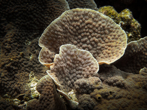 Turbinaria Reniformis - Letuce Cup Coral - Cabbage Coral