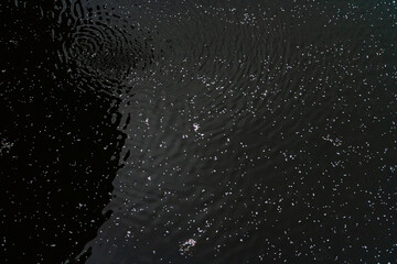 SPRING, Cherry Blossoms