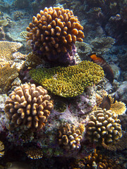Coral reef - Coral formations - Biodiversity of Maldives Coral reef