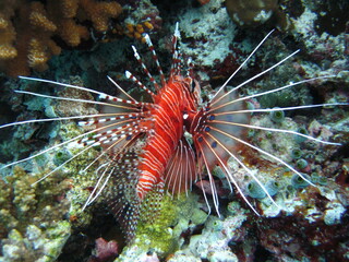 Lionfish - Pterois - Maldives