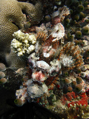 Naklejka na ściany i meble Maldives Scorpionfish - Tasseled Scorpionfish - Scorpeanopsis Oxycepphala