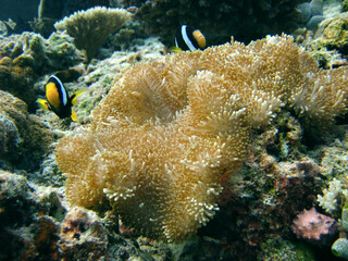 Stichodactyla gigantea - Giant carpet anemone and it's Anemone fish Clark's anemonefish - Amphiprion clarkii