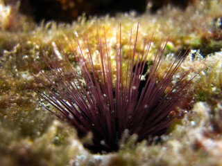 Diadema Savignyi - Diadematidae - Long-spined sea urchin - Black longspine urchin  - Banded diadem