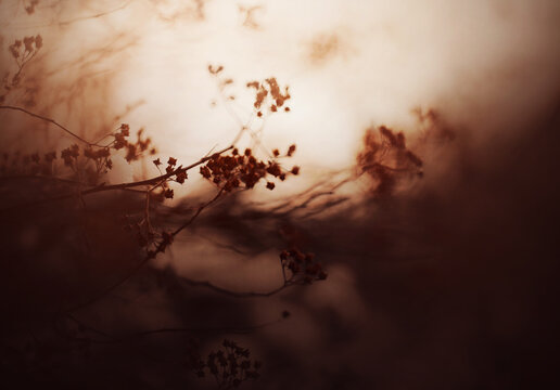 A blurry image of thin branches of a bush on an autumn foggy sunny evening. Nature in the evening twilight. Withering of plants.