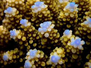 Acropora Nasuta - Hard coral - Stony coral blue