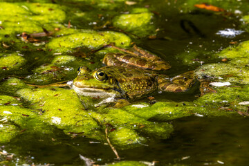 Common frog, Rana temporaria, single reptile croaking in water