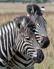 Fototapeta na wymiar Two zebras interacting. Photographed in South Africa.