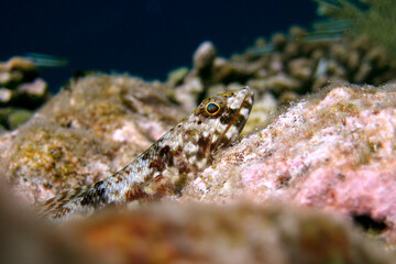 Fototapeta na wymiar Gobies - Gobbiidae - coral reef fish close up in Maldives