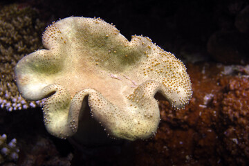 Young leather coral - soft coral in Maldives