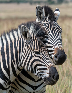 Two zebras interacting.  Photographed in South Africa.