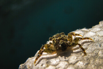 Underwater passenger Indian ocean