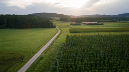 Panoramic view, drone aerial shot of hop field in the countryside, sunny mood