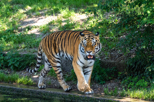 The Siberian tiger,Panthera tigris altaica in a park