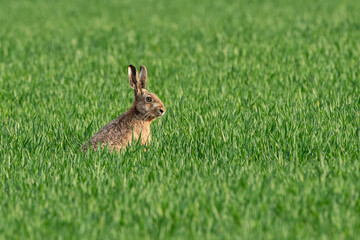 Brown hare in the green field in spring is looking at you.