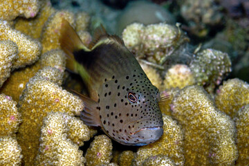 Blackside Hawkfish - Paracirrhites fosteri