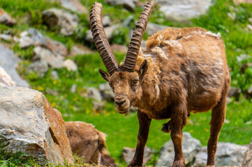 Alpin ibex, capra ibex in Piedmont, natural park of the maritime alps. Italy.