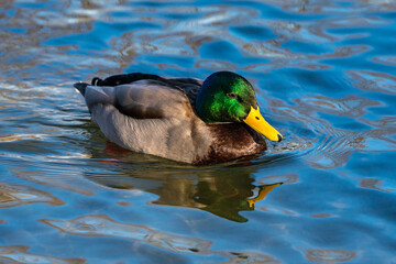 Wild duck or mallard, Anas platyrhynchos swimming in a lake