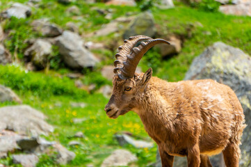 Alpin ibex, capra ibex in Piedmont, natural park of the maritime alps. Italy.