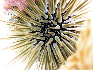 Echinometra Mathaei - Burrowing urchin - Sea Urchin