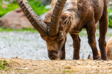 Alpin ibex, capra ibex in Piedmont, natural park of the maritime alps. Italy.