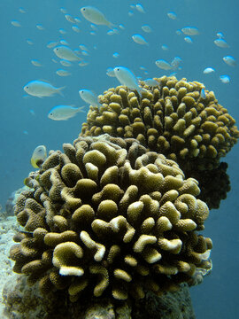 Tropical fishes of the genus Damselfishes ( Pomacentridae ) hiding in a Stylophora pistillata hard coral scenic vertical photograph