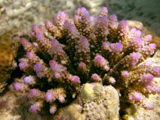 Acropora Nasuta - Hard coral - Stony coral