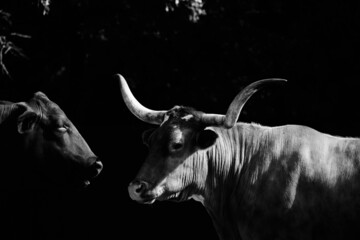 Texas longhorn and Santa Gertrudis cow friends close up on black background.