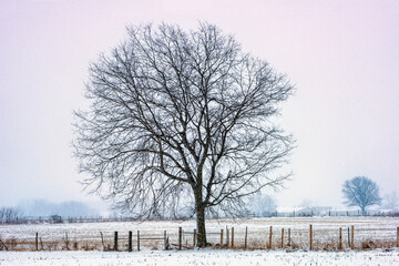 Lone Tree in Winter during Snow Storm