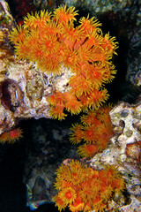 Orange sun coral - Tubastraea faulkneri night time version with open flowers in the coral reef of...