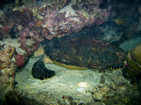 Turtle Eretmochelys Imbricata sleeping under corals in Maldivian Island coral reef