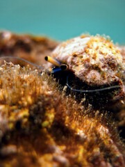 Paguroidea - Hermit crab