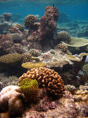 Coral reef of Maldives island of Bathala