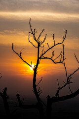 silhouette of a tree at sunset