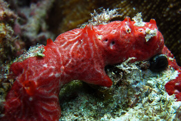 Sea Sponge - monanchora unguiculata
