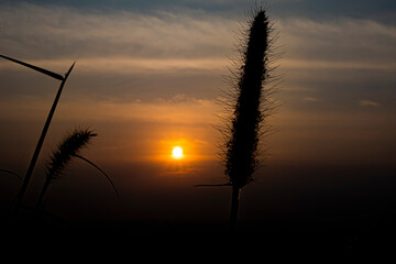 sunset in the field