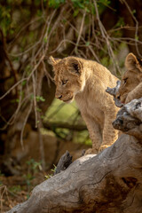 Obraz na płótnie Canvas Lion cubs sitting on a fallen tree.
