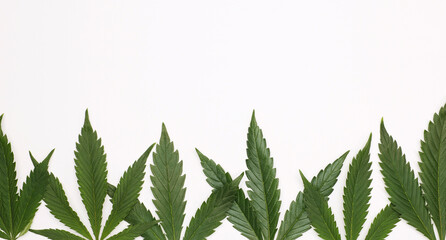 Space for text with beautiful green cannabis leaves isolated on white background