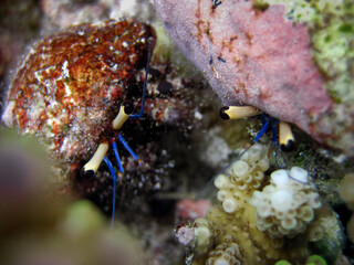 Hermit crab pair underwater - Dardanus lagapodes