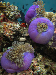 Three blue violet Magnificent sea anemone - Heteractis magnifica - Ritteri anemone vertical scenic...
