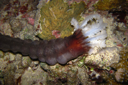 Synapta Maculata - Sea Cucumber - Spotted Worm Sea Cucumber - Snake Sea Cucumber