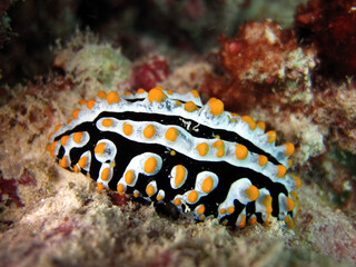 Phyllidia Varicosa - Nudibranch - Sea Slug