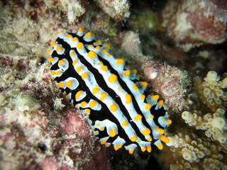 Phyllidia Varicosa - Nudibranch - Sea Slug