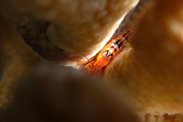 Alpheus sp. - Sea reef shrimp - Alpheidae