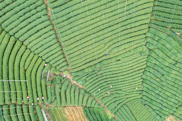 Fototapeta premium farmer working in tea plantation