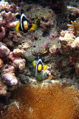 Naklejka na ściany i meble Amphiprion clarkii - Clark's anemonefish - Yellowtail clownfish in a Stichodactyla mertensii - Mertens' carpet sea anemone
