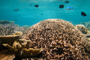 Coral scape in Maldives - Underwater wildlife dreamlike
